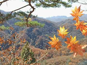 米非司酮在线下单英伟达供应商富士康利润因人工智能强劲需求激增 91%